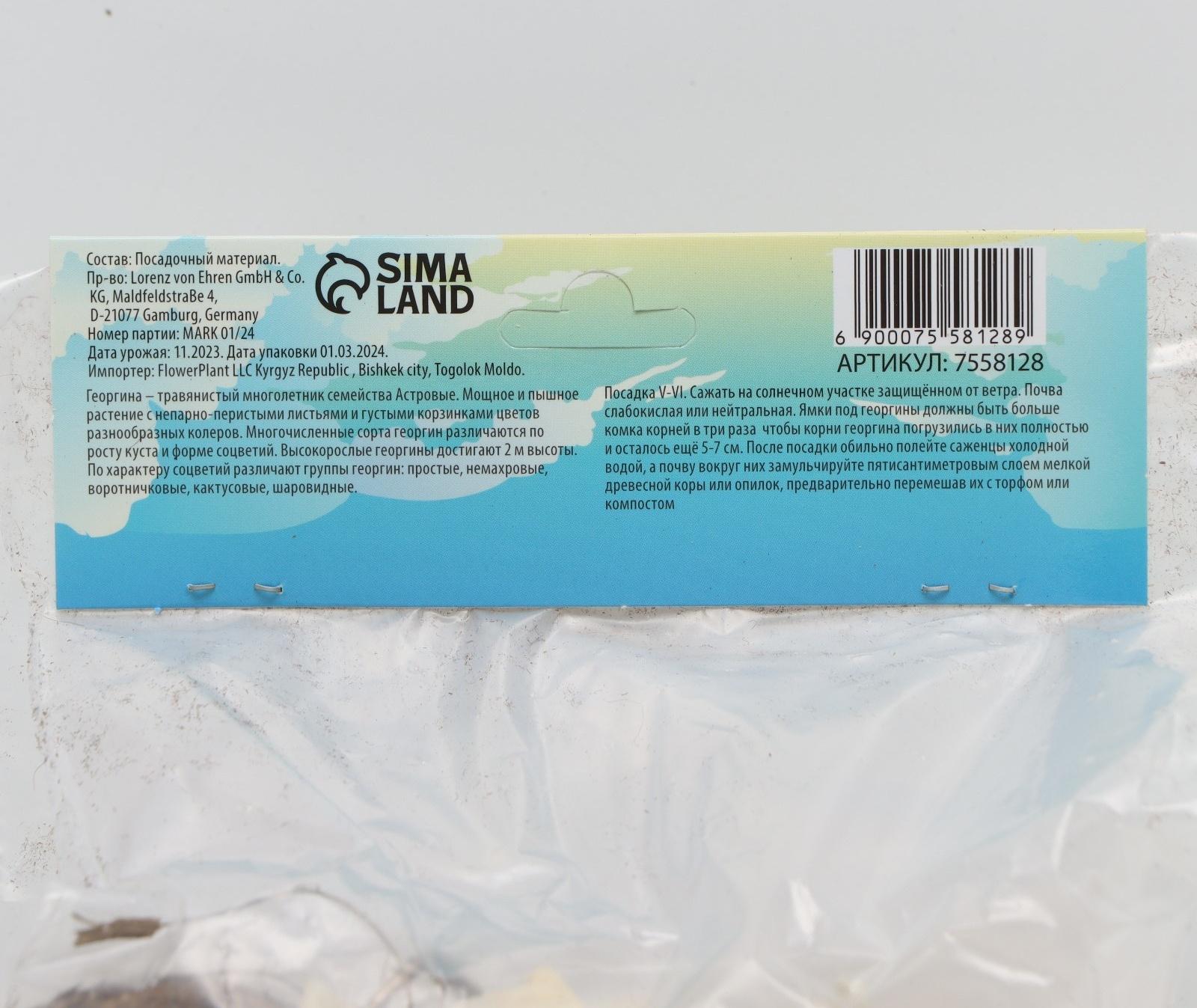 Георгина декоративная 