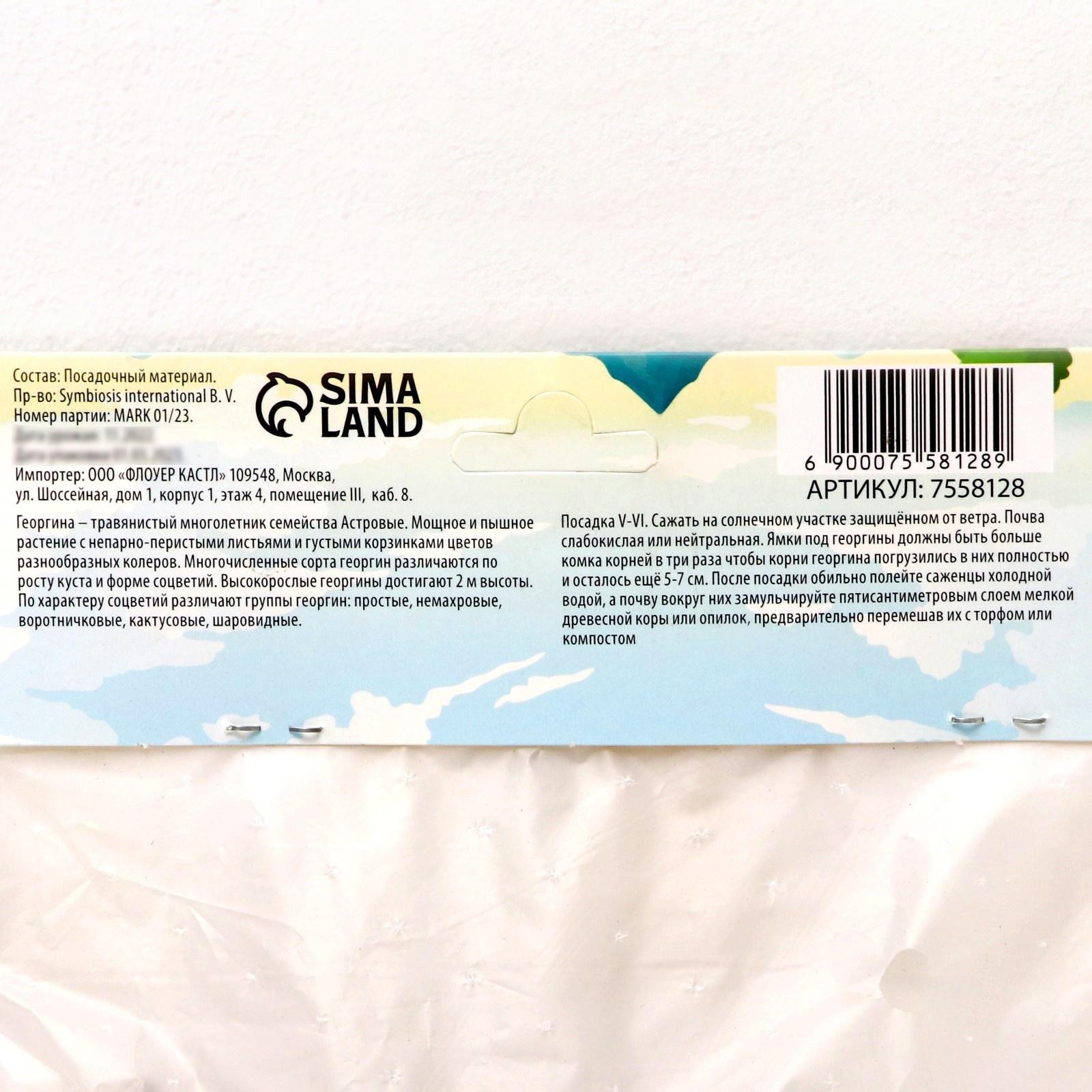 Георгина декоративная 