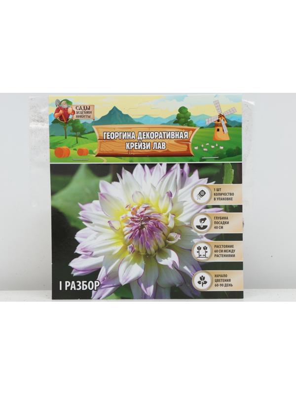 Георгина декоративная 