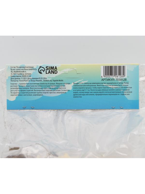 Георгина декоративная 