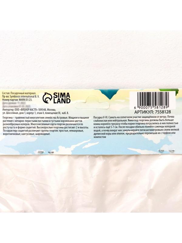 Георгина декоративная 