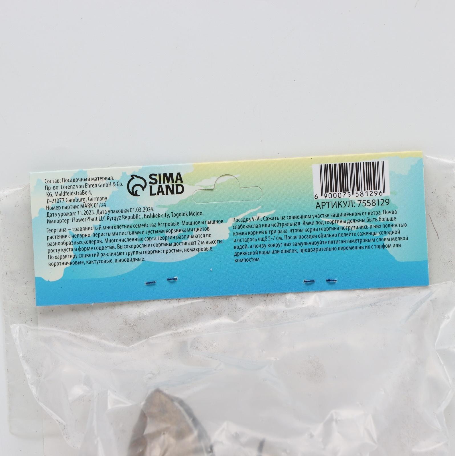 Георгина декоративная 