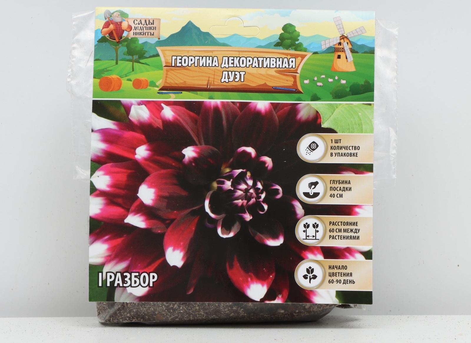 Георгина декоративная 