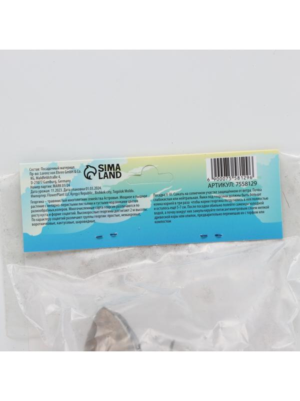 Георгина декоративная 