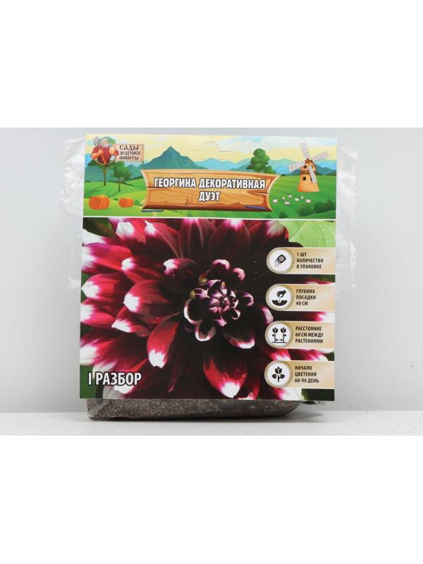 Георгина декоративная 