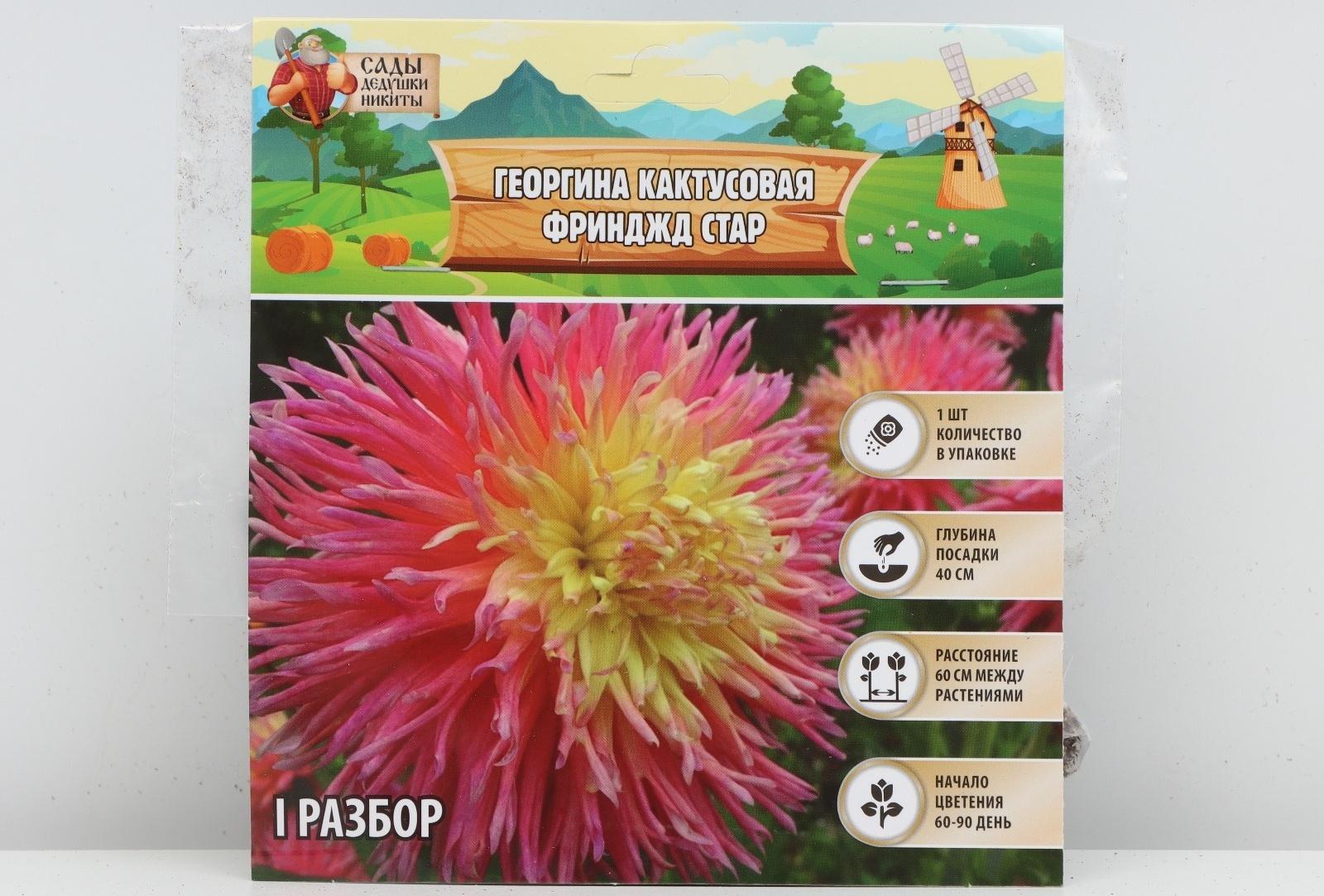 Георгина кактусовая Фринджд Стар, р-р I, 1 шт, Весна 2024