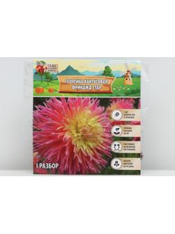 Георгина кактусовая Фринджд Стар, р-р I, 1 шт, Весна 2024