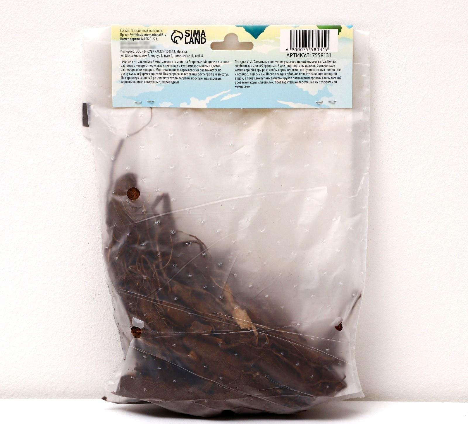 Георгина декоративная 