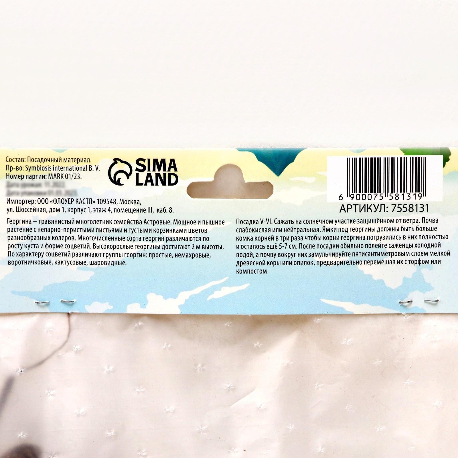 Георгина декоративная 