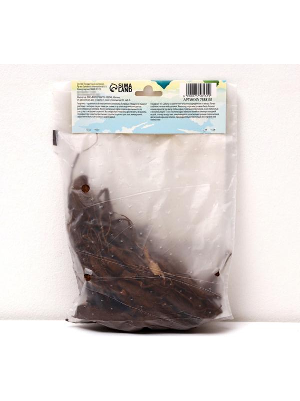 Георгина декоративная 