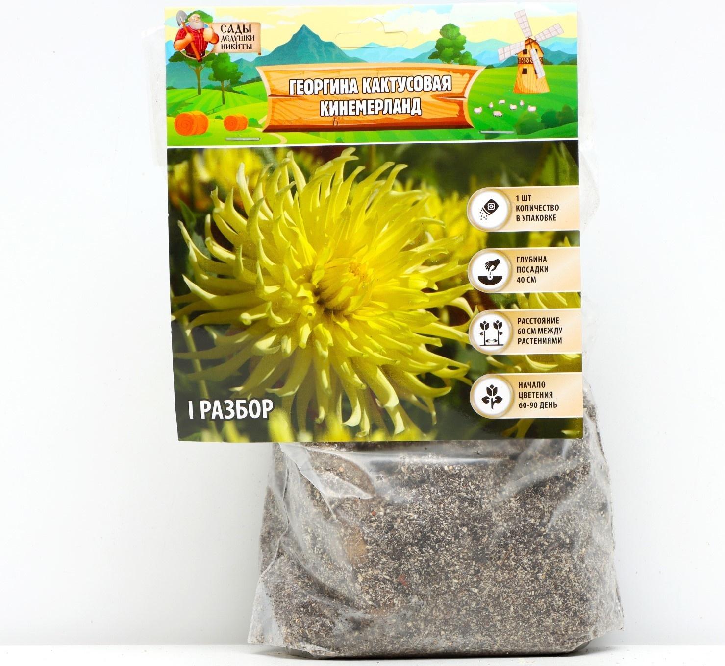 Георгина кактусовая 