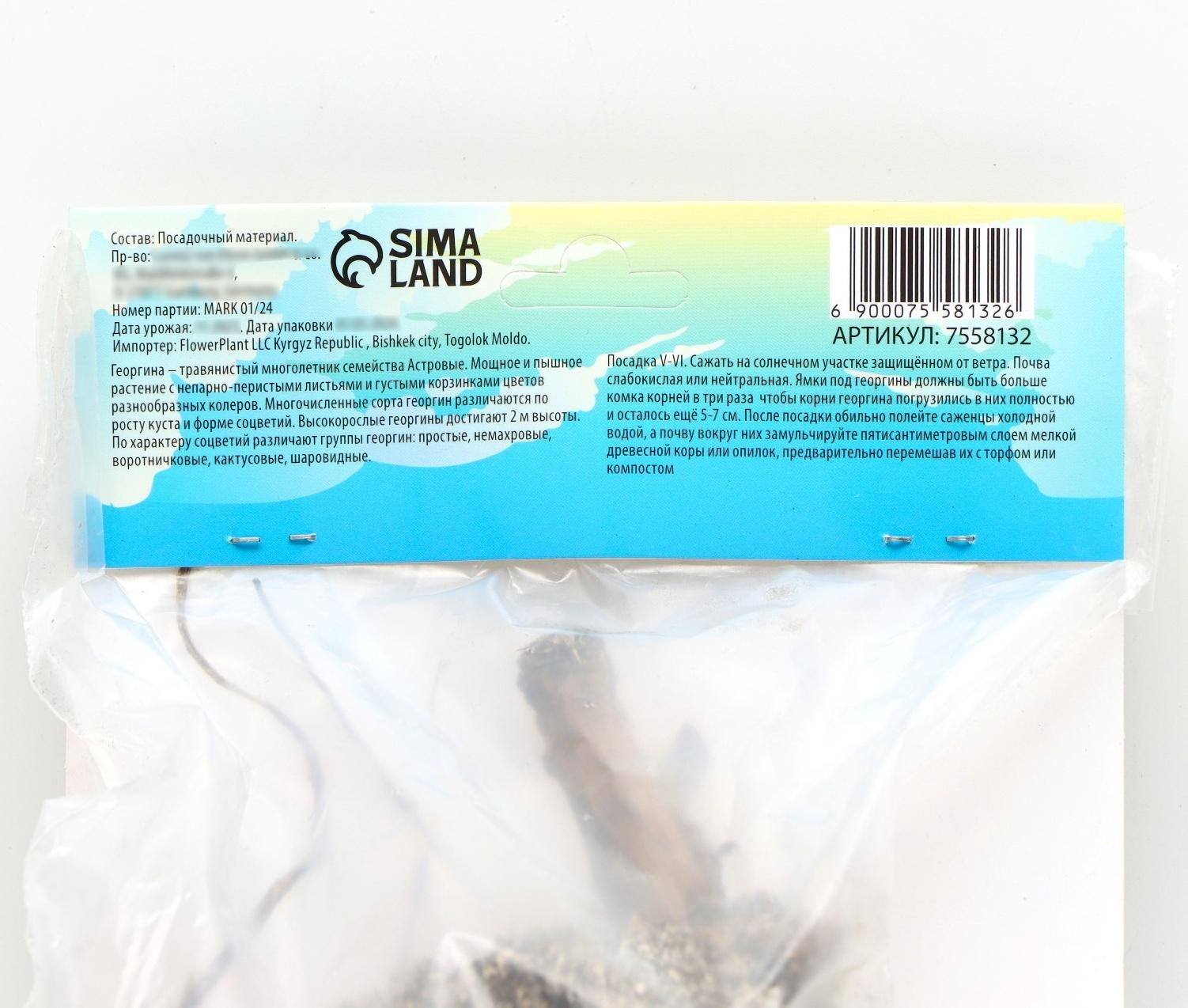 Георгина кактусовая 