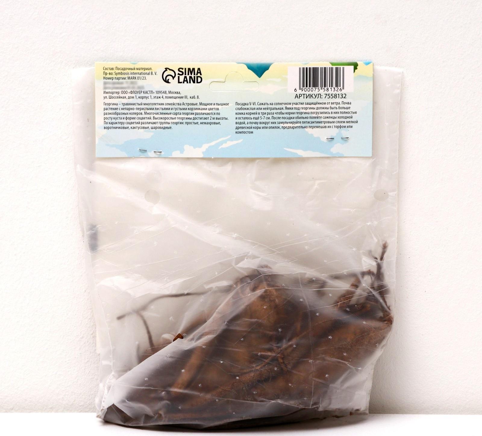 Георгина кактусовая 