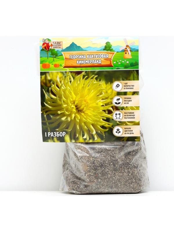 Георгина кактусовая 