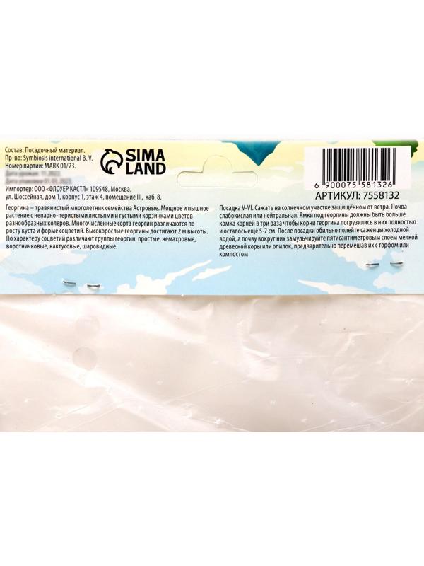 Георгина кактусовая 