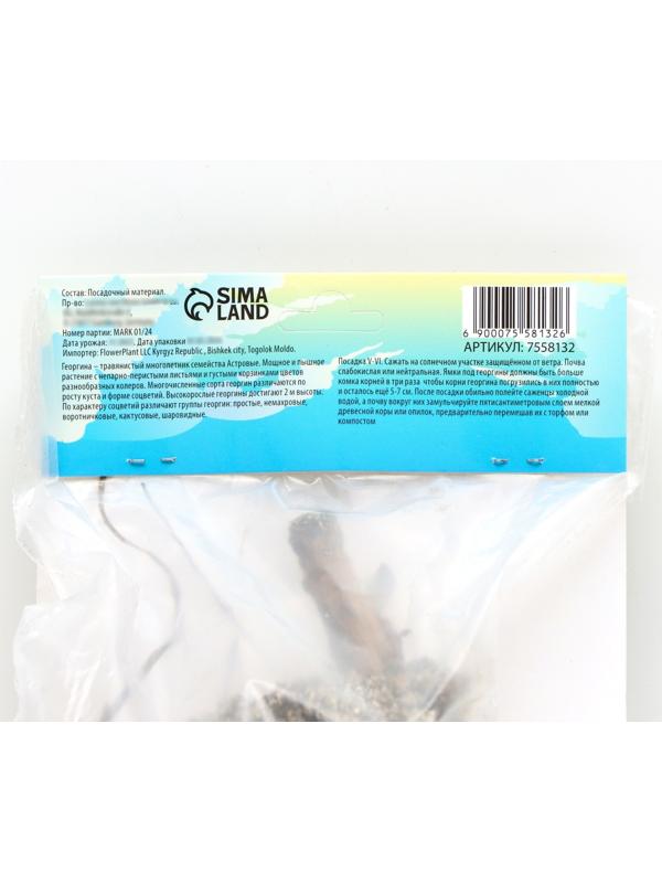 Георгина кактусовая 