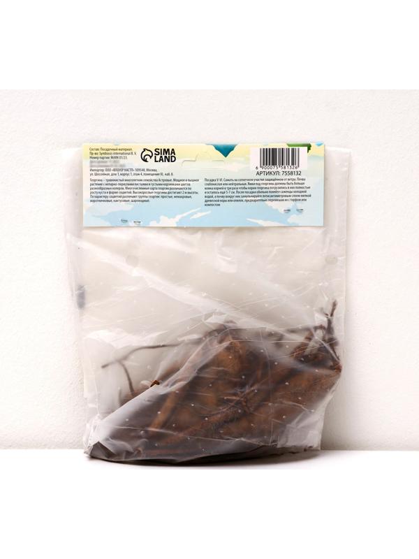 Георгина кактусовая 