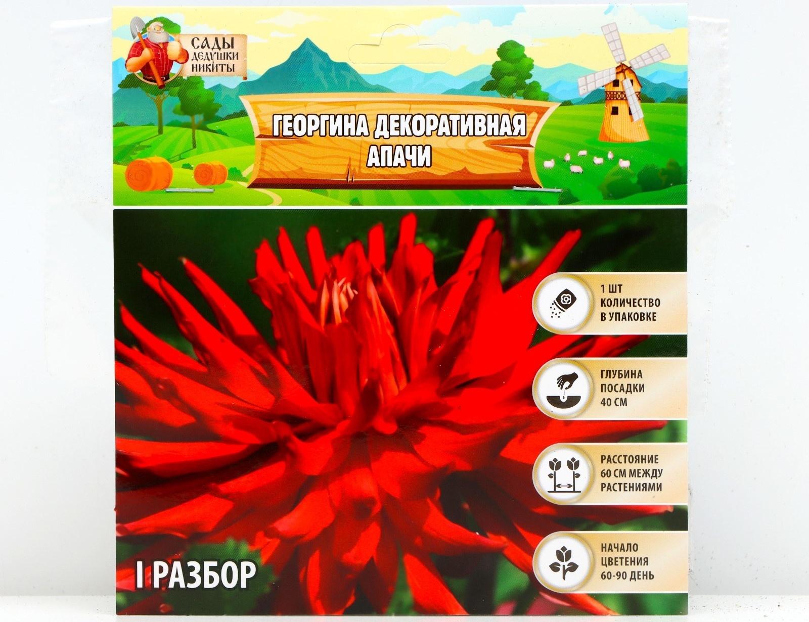 Георгина декоративная 