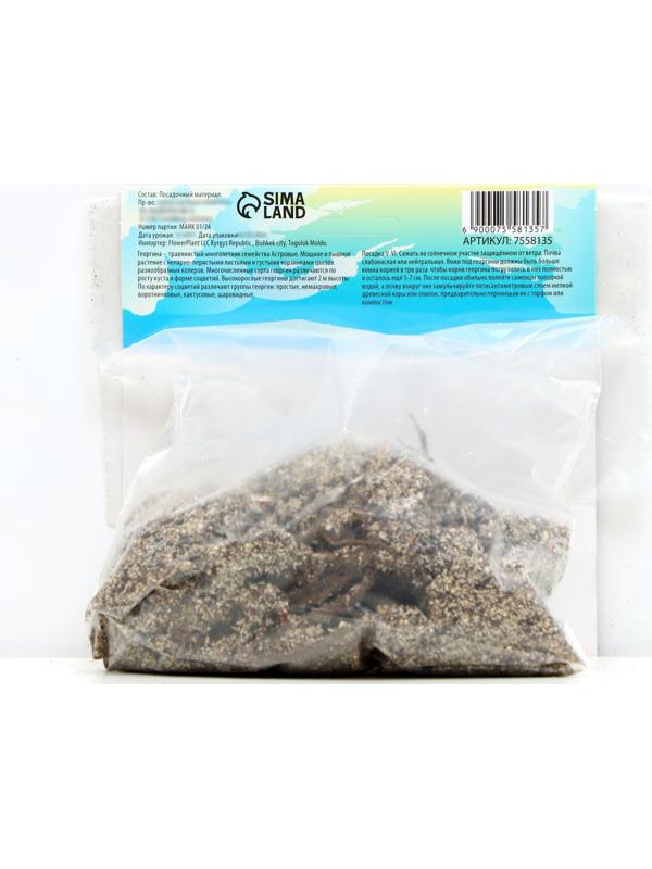 Георгина декоративная 