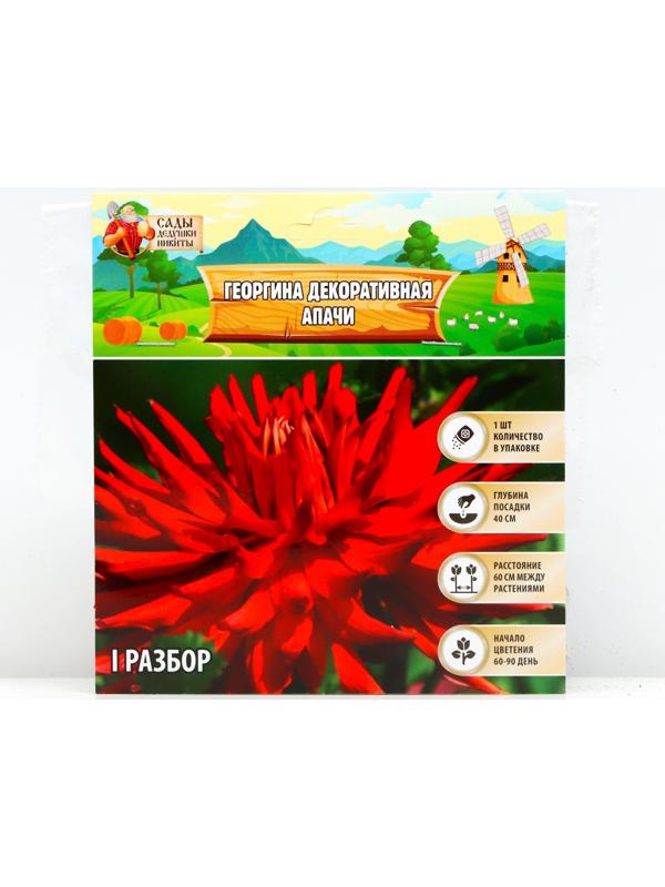 Георгина декоративная 