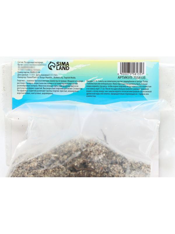 Георгина декоративная 