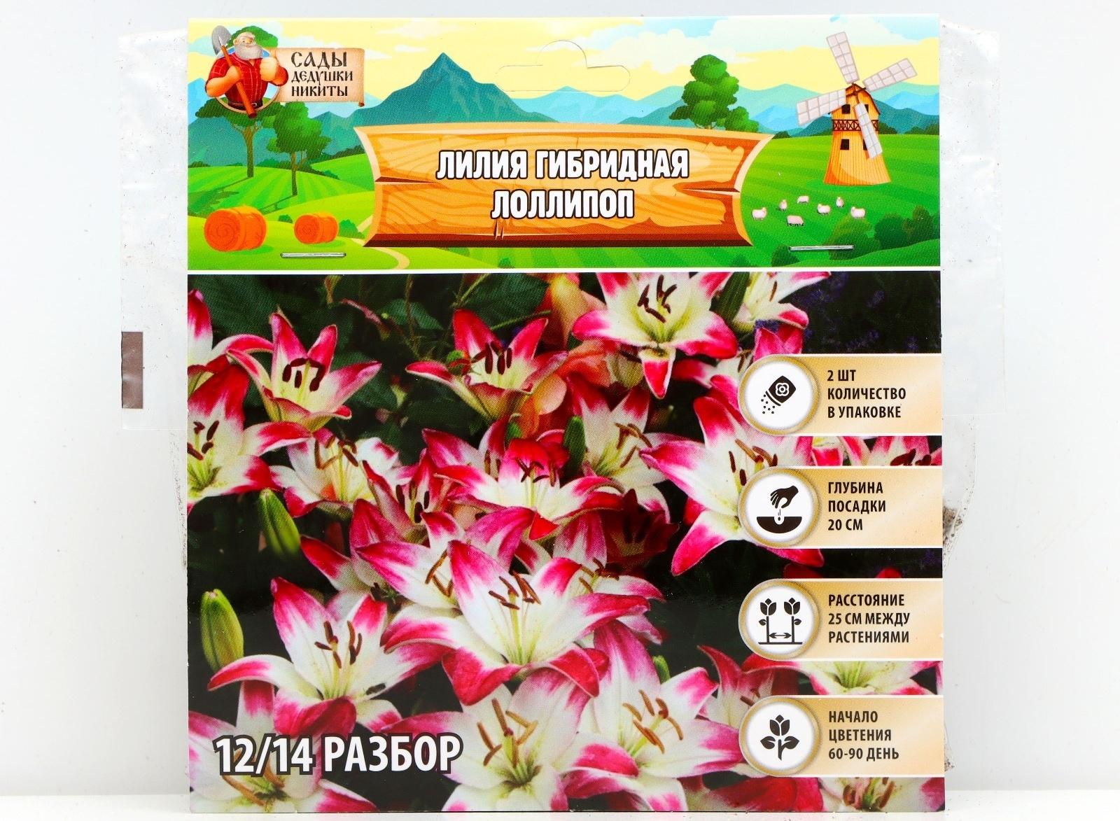 Лилия гибридная 