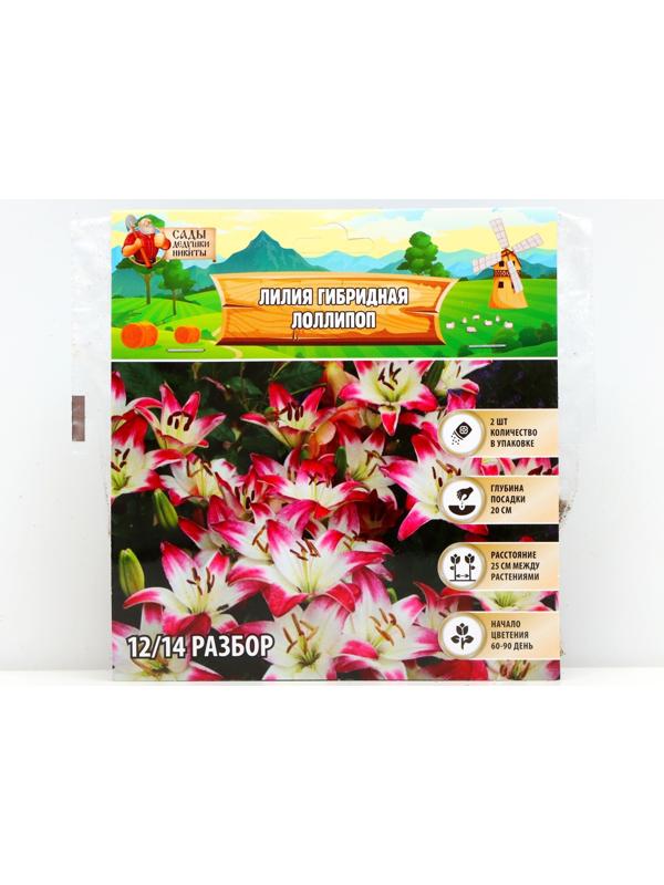 Лилия гибридная 