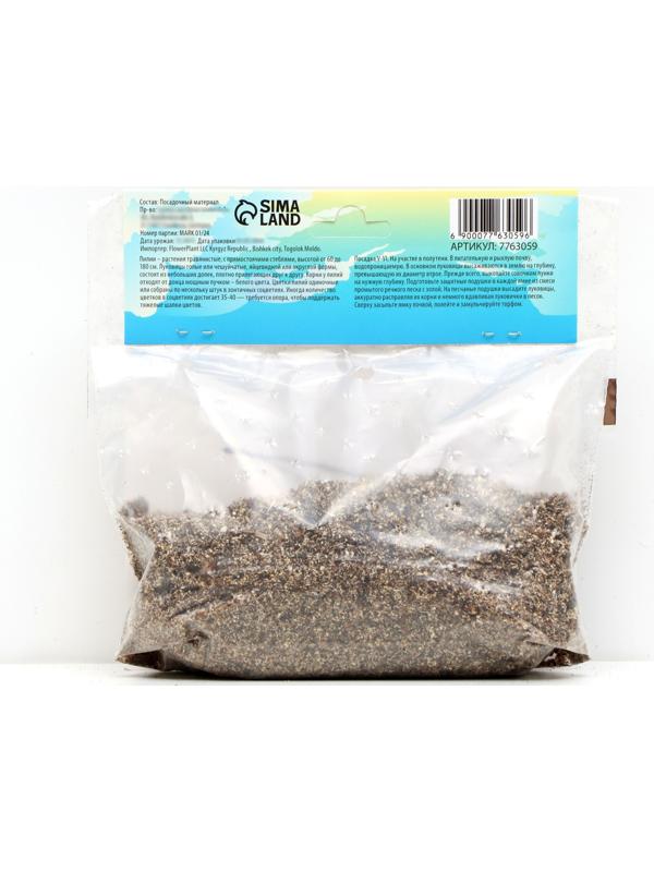 Лилия гибридная 