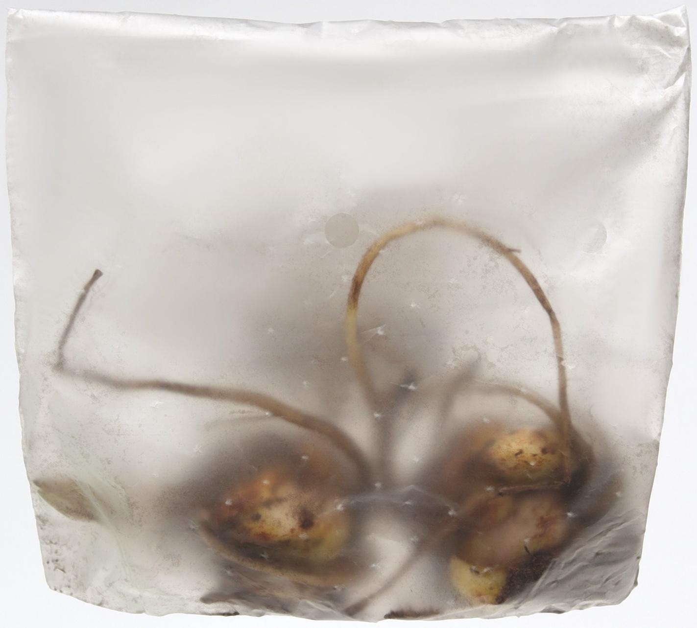 Лилия гибридная 