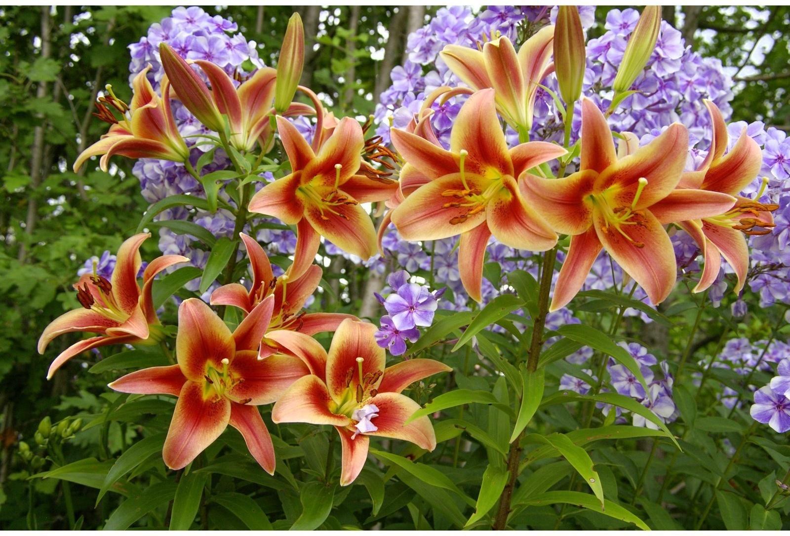 Лилия гибридная 