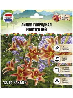 Лилия гибридная 