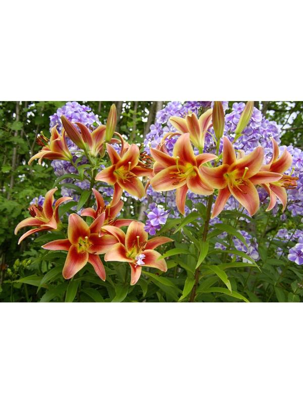 Лилия гибридная 