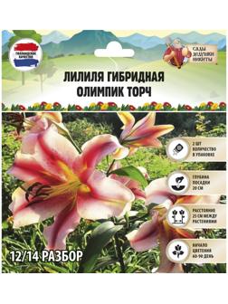 Лилия гибридная 