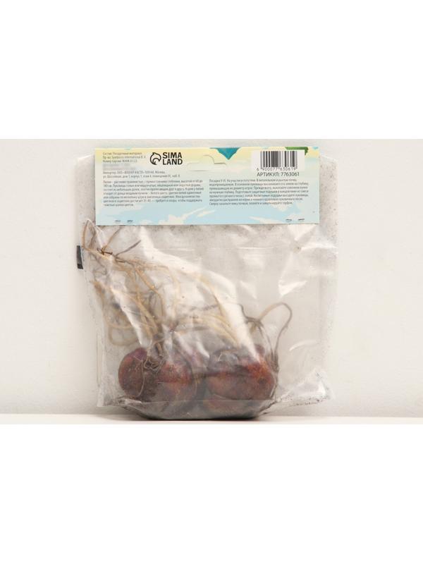 Лилия гибридная 