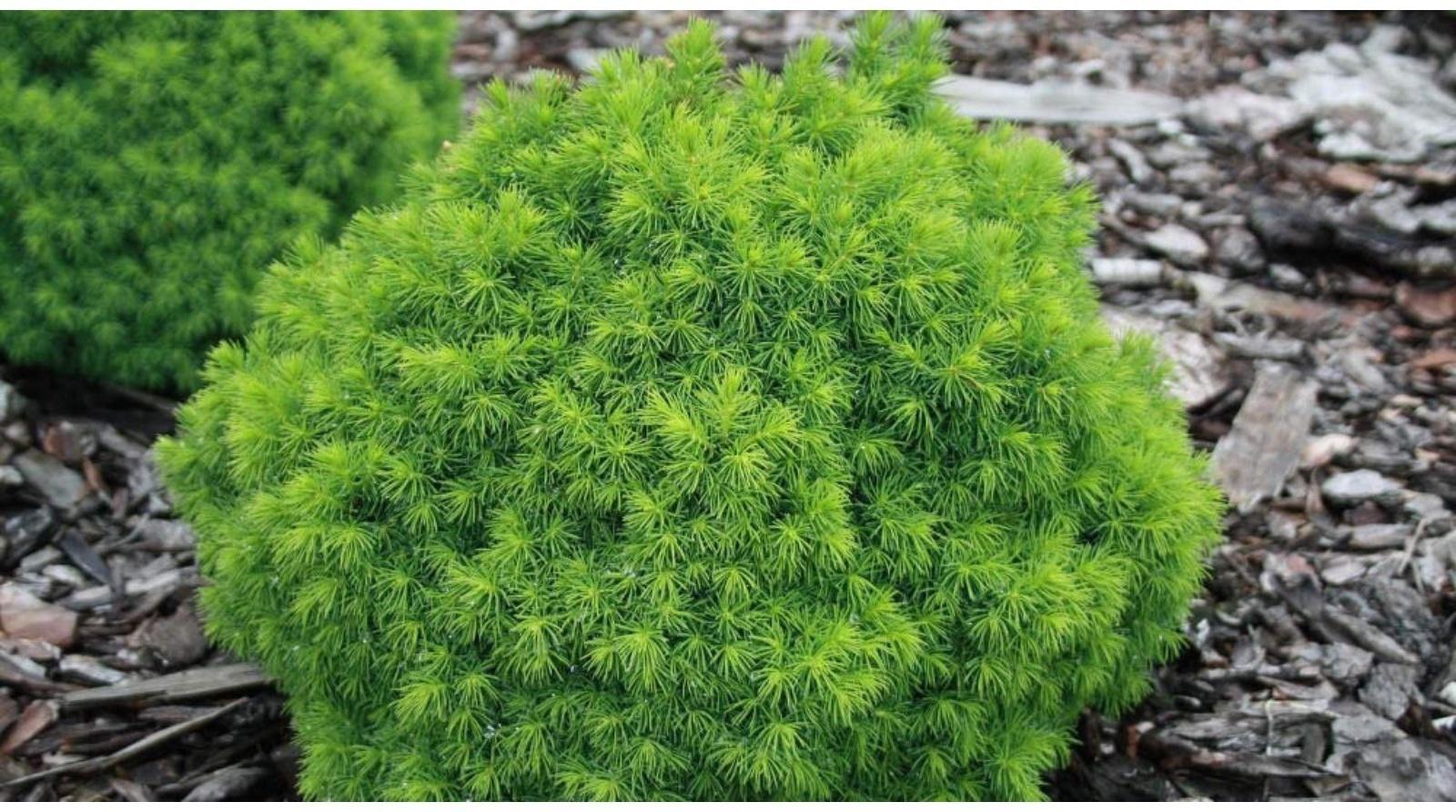 Ель канадская 