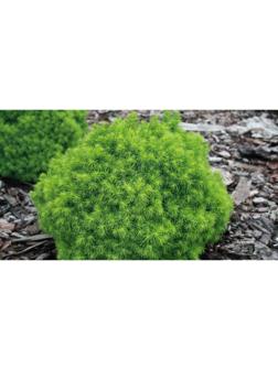 Ель канадская 