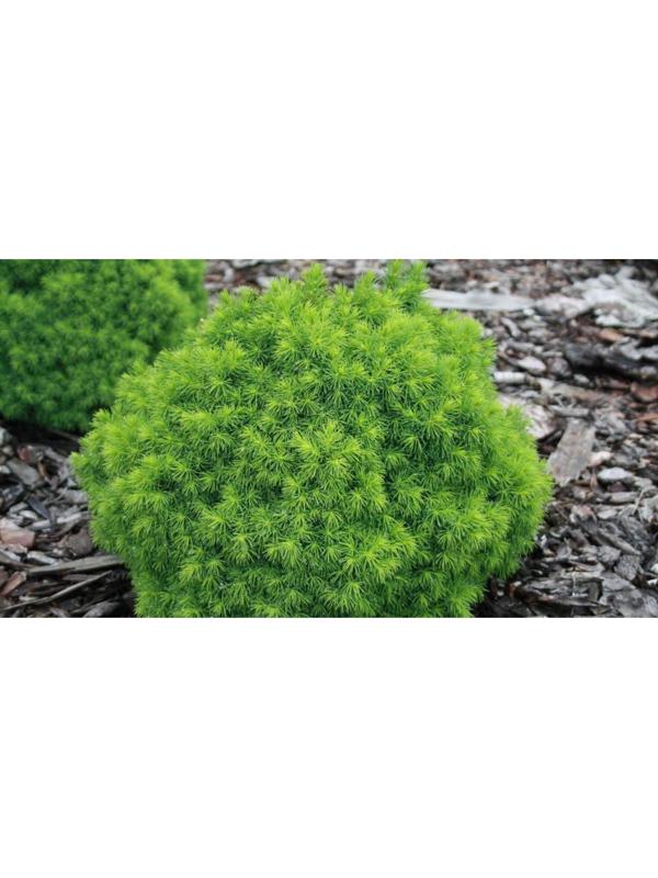 Ель канадская 