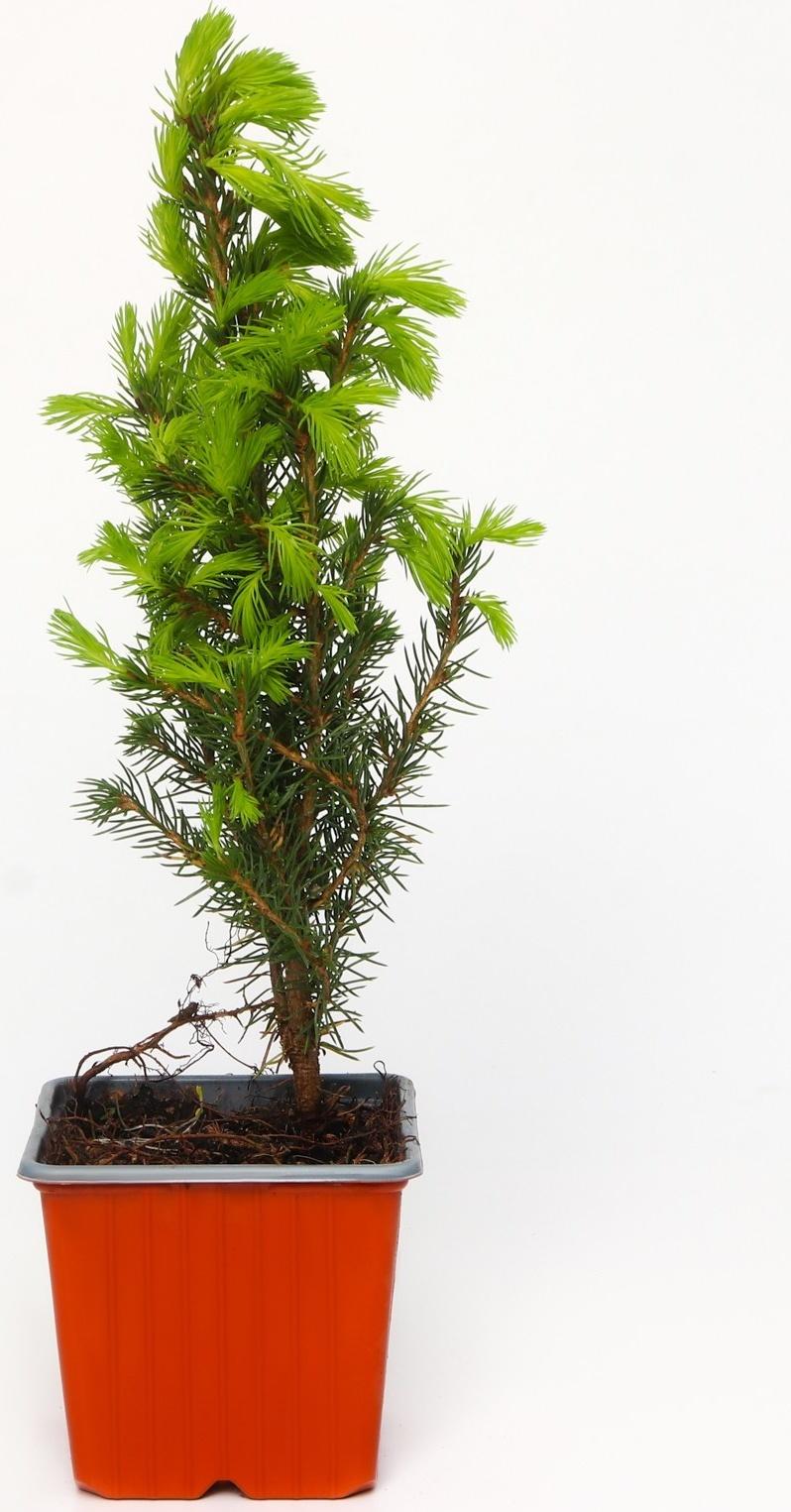 Ель канадская 