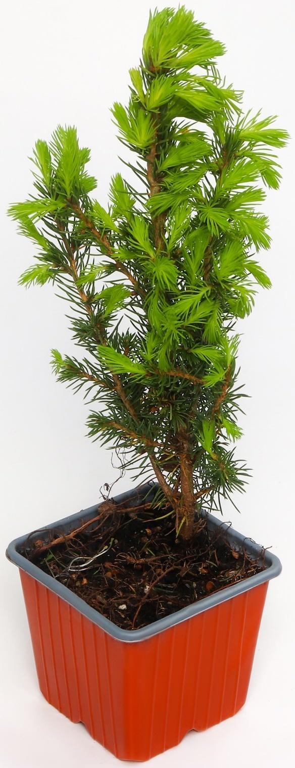 Ель канадская 