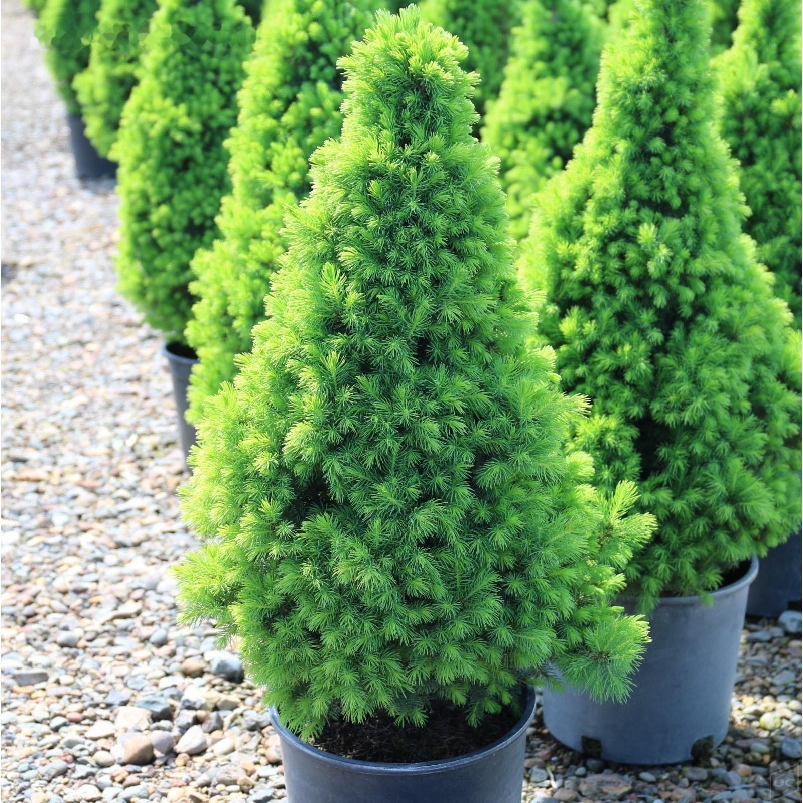 Ель канадская 