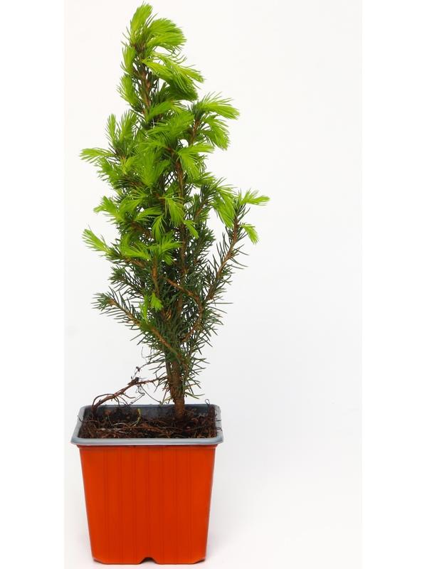 Ель канадская 