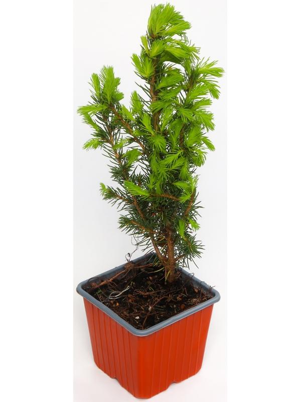 Ель канадская 