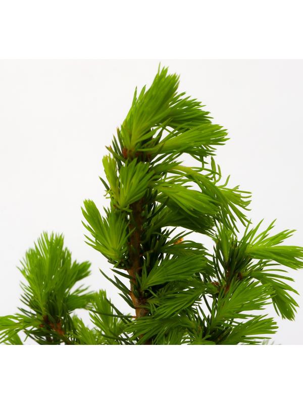 Ель канадская 