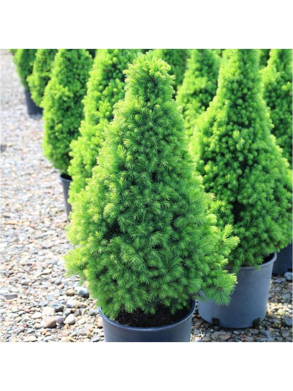 Ель канадская 