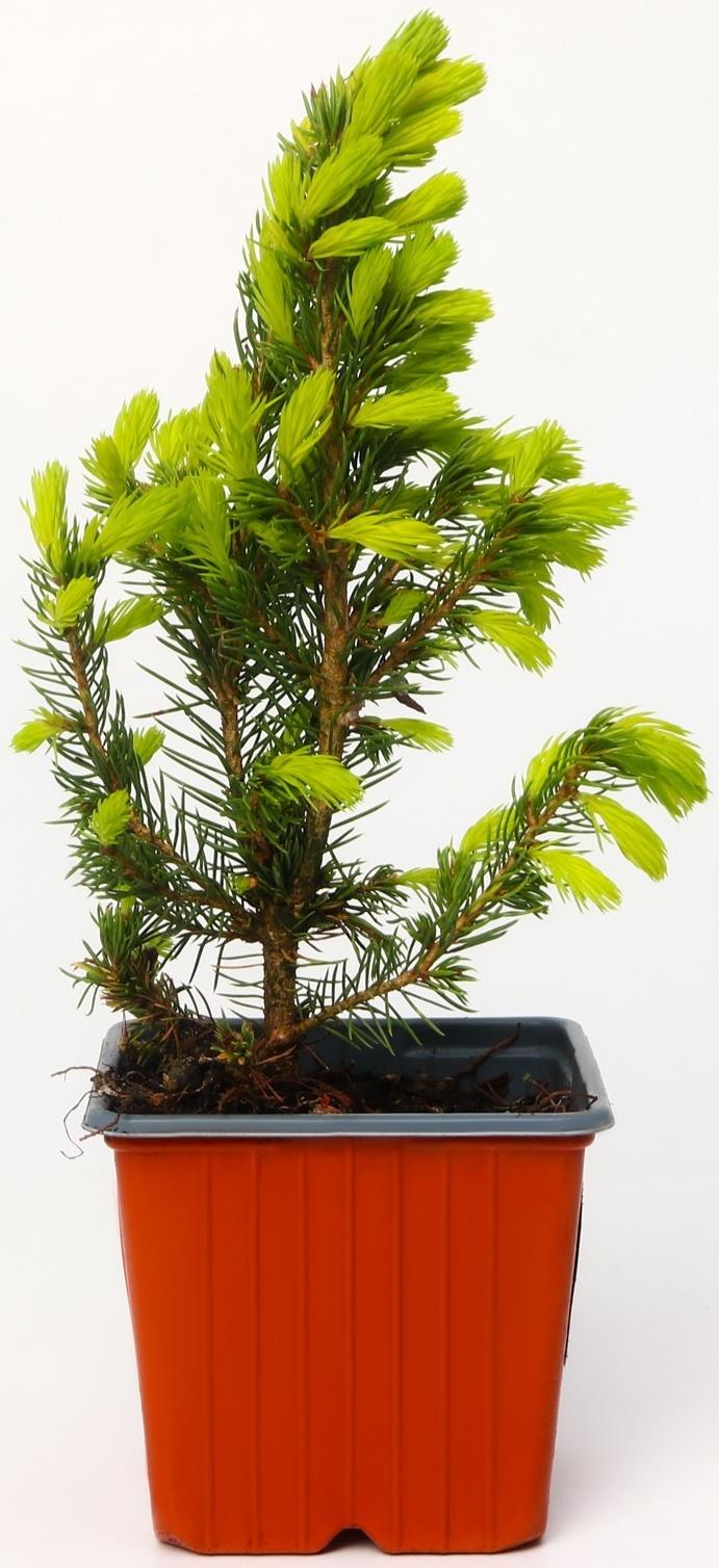 Ель канадская 