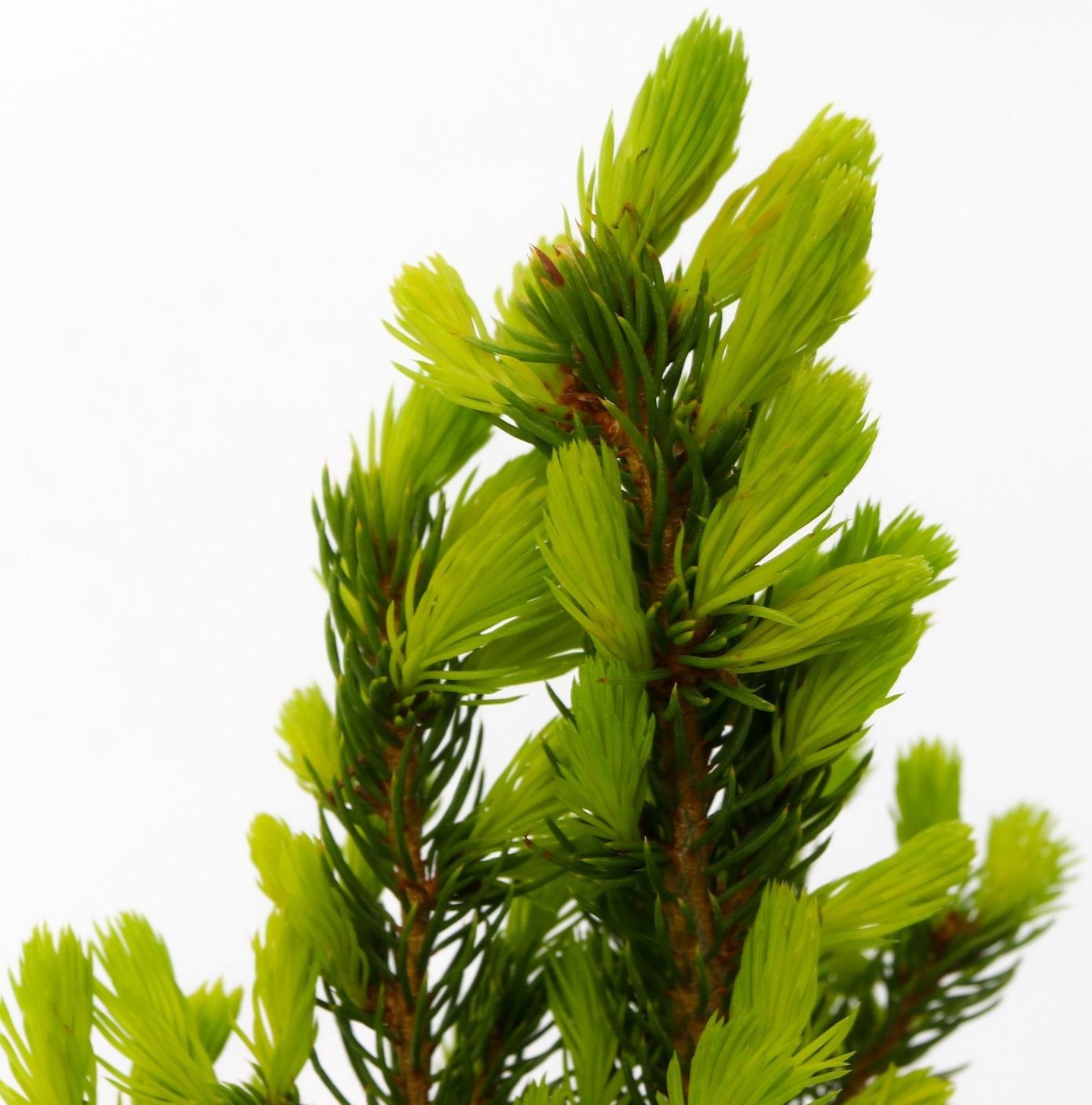 Ель канадская 