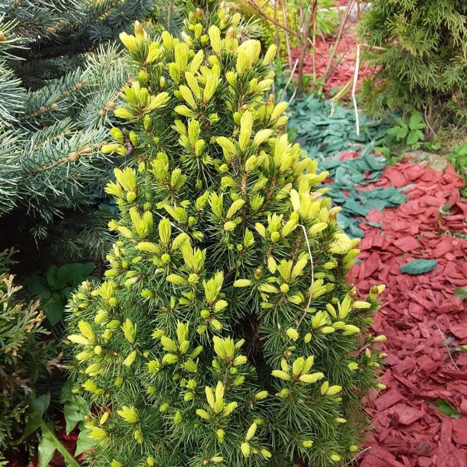 Ель канадская 