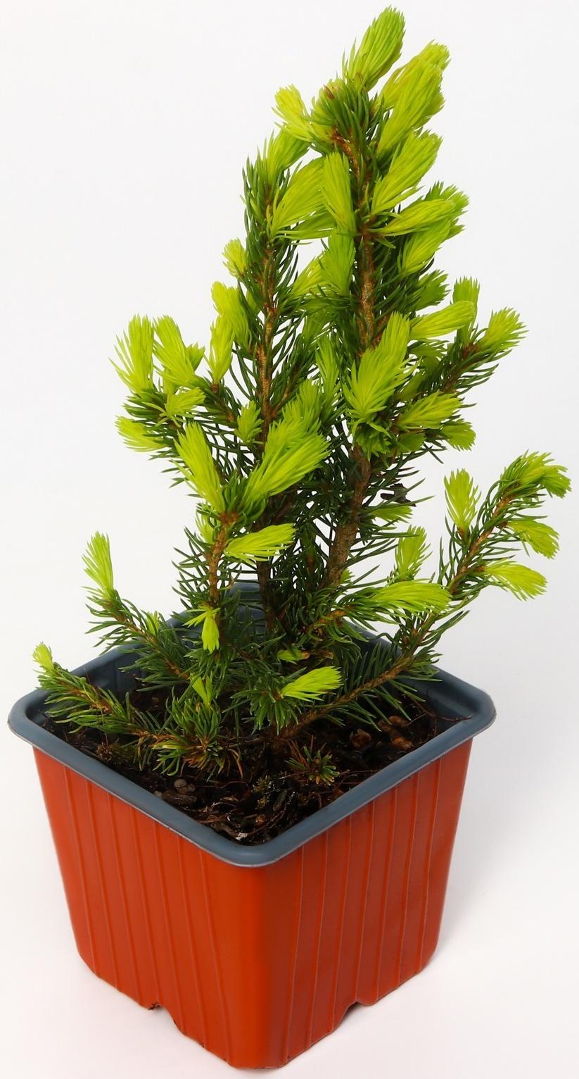 Ель канадская 