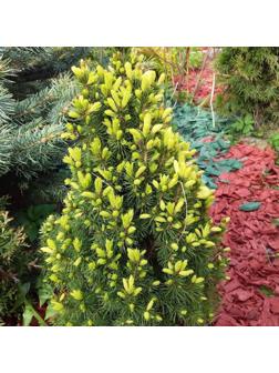 Ель канадская 