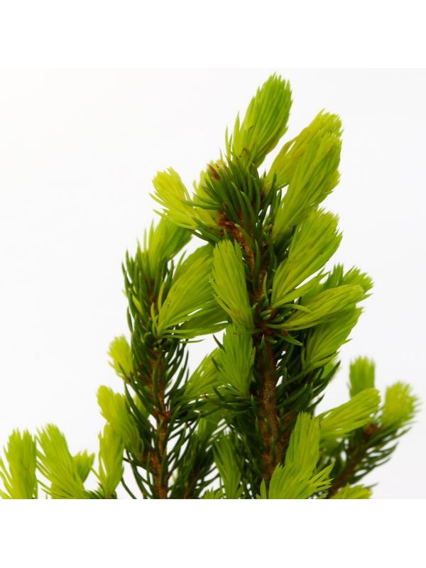 Ель канадская 